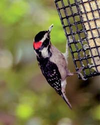 Downy Woodpecker