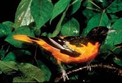 Baltimore Oriole