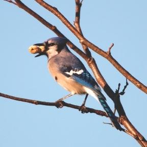 Jay with Peanut in Branches